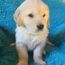 Maybe you would like to learn more about one of these? Golden Retriever Puppy For Sale Home Land Puppies