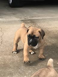 With my nature of wanting to please my clients, i started guiding them to trust worthy breeders in south africa, armed with years of research, and seeing irish marked boerboels for sale in new york. Boerboel Puppies For Sale Fredericksburg Va 189577
