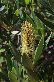 Image result for Faurea rubriflora