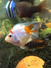 The fish and parrot is a great addition to any room. Baby Parrot Album On Imgur
