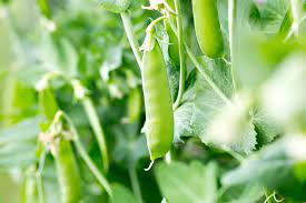 How to pick peas from the garden. When To Pick Sugar Snap Peas Top Timing Tips
