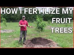 What is the best fertilizer for fruit trees? How And When To Fertilizing Fruit Trees Youtube Fertilizing Fruit Trees Fruit Trees Pruning Fruit Trees