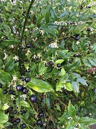 Green (unripe) fruits are toxic. This Plant Smells Amazing And It Is One Of The First Things To Bloom Around Here It Has Tiny White Flowers And Dark Purple Berries Oregon Usa Whatsthisplant