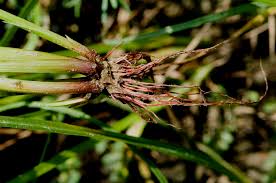 Image result for Cyperus difformis