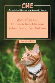 Sie benutzt es, um sexuelle erregung, stress. Blog Uber Die Nierenerkrankung Der Katze Katzen Katzengesundheit Nierenerkrankungen