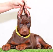 European breeders of european dogs, american breeders of american dogs, american breeders of european dogs. Red Doberman Female For Sale European Doberman Doberman Puppies For Sale Doberman Puppy