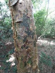 Image result for Commiphora africana