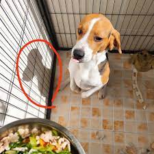 One of the most famous characters in the comic, and is arguably more famous than the protagonist charlie brown, is the black and white dog named snoopy. Doggo S Shadow Is Snoopy Aww