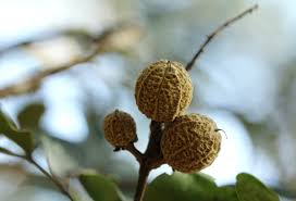 Image result for Bersama swynnertonii