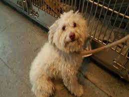 Rto Animal Id A4828265 I Am A Female White Miniature Poodle Mix The Shelter Thinks I Am About 2 Years O Miniature Poodle Mix Baldwin Park Dog List