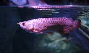Arowana Fish Swiming In Water At Aquarium Photo Premium