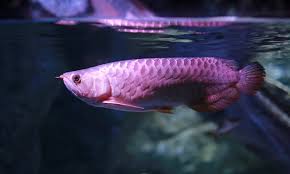 arowana fish swiming in water at aquarium photo premium