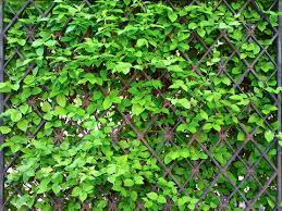 #kletterpflanzen für helle und dunkle #standorte. Die Besten Kletterpflanzen Fur Den Sichtschutz Mein Schoner Garten