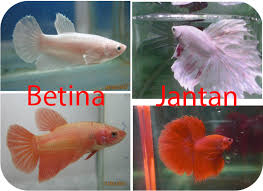 Demikianlah informasi lengkap tentang perbedaan kenari jantan dan betina secara fisik maupun prilaku. Hobi Ikan Cupang Nih Cara Ternak Ikan Cupang Paling Efektif