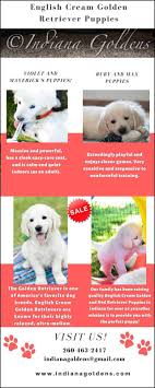 Although the golden retriever is playful, outgoing and social, this puppy also has a calm demeanor and a great willingness to learn. English Cream Golden Retriever Puppies For Sale In Indiana Indiana Goldens
