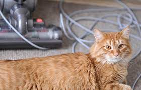 Read on for some interesting insight. How To Stop A Cat From Shedding As Much Lovetoknow
