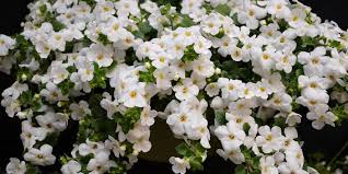 Image result for foto bacopa