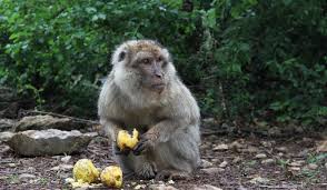 How to become a monkey. Deutsches Primatenzentrum Aging Monkeys Become More Selective