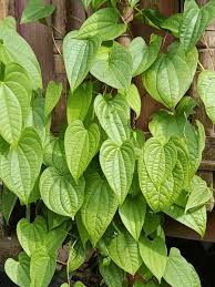 Image result for Dioscorea dregeana