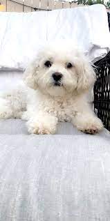 kopek dunyasi adli kullanicinin 2021 satilik maltipoo fiyatlari panosundaki pin maltipoo poodle kopek