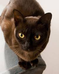 Asian Semi Longhair Brown Cat Trendseve Com Burmese Cat Cat Breeds Cats