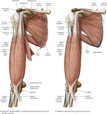 Image480 Jpg 813 859 Human Body Anatomy Body Anatomy Anatomy
