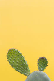 You can live your entire life without sun. How Long Can A Cactus Live Without Water Succulents Network