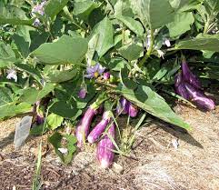 Japanese Eggplants Planting Vegetables Plants Garden