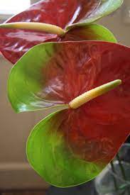 Anthurium Cassis Red Anthurium Flower Beautiful Flowers Anthurium