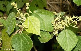 Image result for Macaranga mellifera