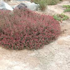 Image result for Acalypha manniana