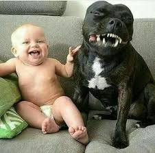 I Ve Got More Teeth Than You Baby Buldog Pitbull Hayvanlar