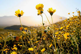 Maybe you would like to learn more about one of these? California Super Bloom Where To See Desert Wildflowers In Palm Springs