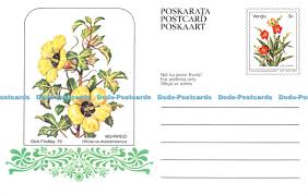 Image result for Hibiscus mastersianus