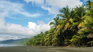Use them in commercial designs under lifetime, perpetual & worldwide rights. Corcovado National Park The Osa Peninsula Natural World Safaris