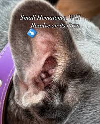 Image result for abscess dog's ear flap