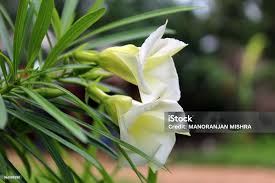 Image result for Cascabela