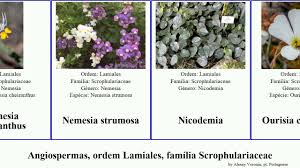 Image result for Aptosimum procumbens