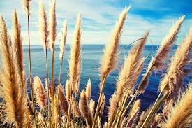 In heavy frost zones, keep the plant sheltered. Pampas Grass Growth Rate A Full Guide Gardening Dream