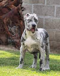 American pocket bully introduces the perfect dog companion. Iron Bulls Cr Dmt Adn S Merle American Bully Xl Male Facebook