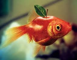 Fruit Turned Animal Art 30 Creative Creations Hongkiat Cool Photoshop Photoshop Fruit Art