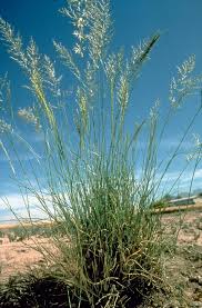 Image result for Eragrostis membranacea