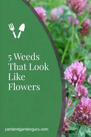 This perennial weed features light purple flowers that bloom in the summer. 5 Weeds That Look Like Flowers