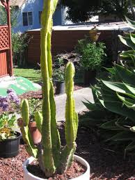 The most common reason for this is being too wet. Questions Archives Page 12 Of 20 Cactus Jungle