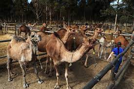 Of australia has doubled output in the past year and now makes 250 liters a day from a herd of. The World Wants More Camel Milk Australia Can Help Bloomberg