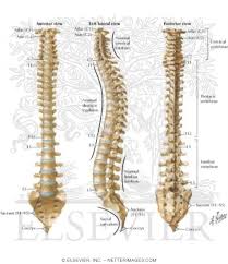 The vertebral column, also known as the backbone or spine, is part of the axial skeleton. Vertebral Column