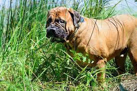 Why Do Dogs Eat Grass And Vomit Faqs Dogs Guide Omlet Us