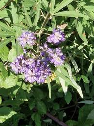 Image result for Vitex amaniensis