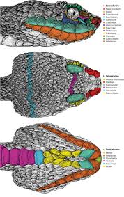 Image result for Bothriocline