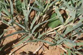 Image result for Schmidtia pappophoroides